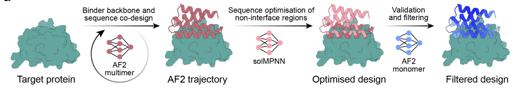 A flowchart of the 3 steps of BindCraft Binder design: Bacbone and sequence codesign, Sequence optimization of non-interface regions, validation and filtering